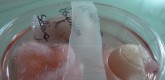 BioArt 