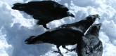 JOUR FIXE with Thomas Bugnyar