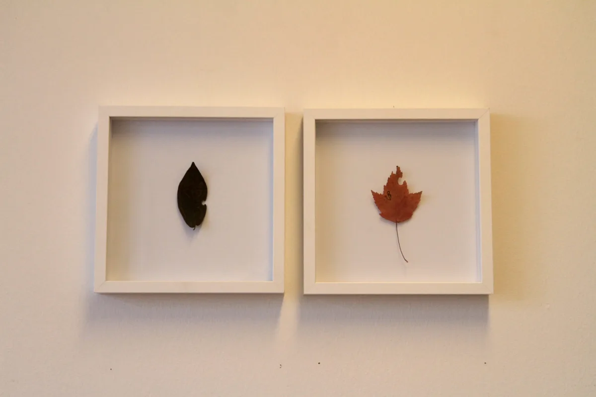 A Leaf Showed Me The Way