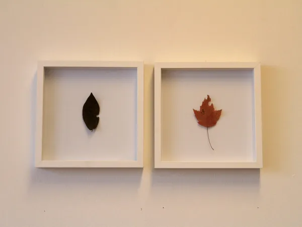 A Leaf Showed Me The Way