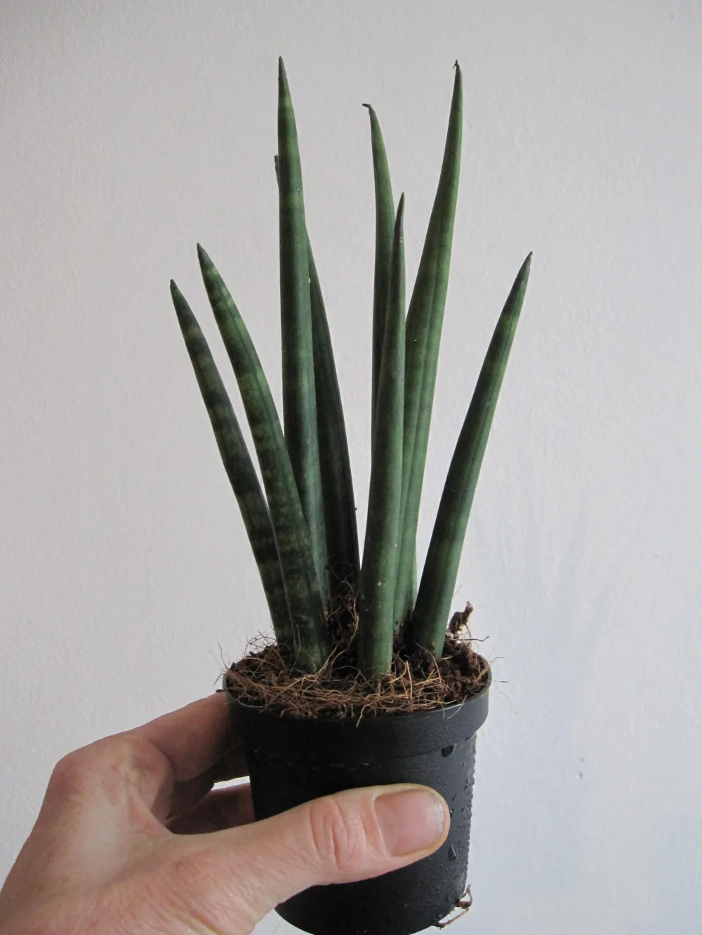 About plants, humans and economy