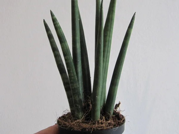 About plants, humans and economy