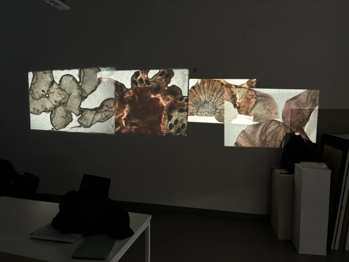 Fotos analog projections — Martin Reinhart