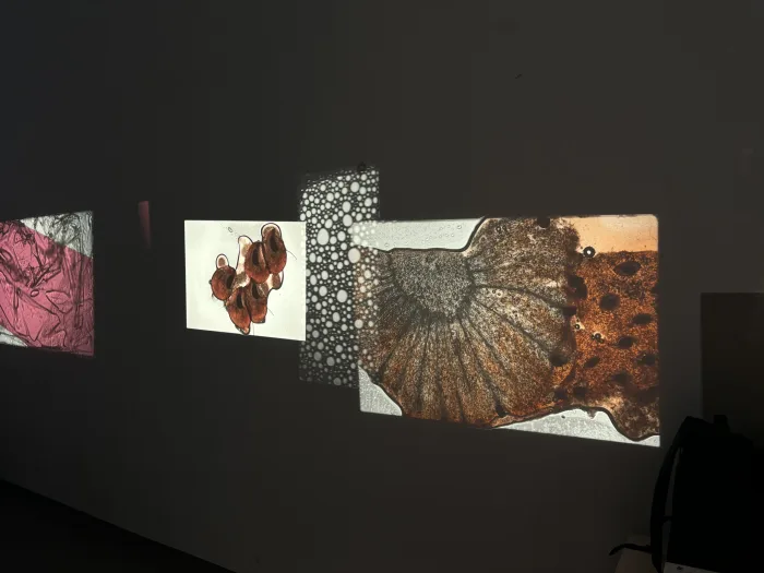 Fotos analog projections — Martin Reinhart