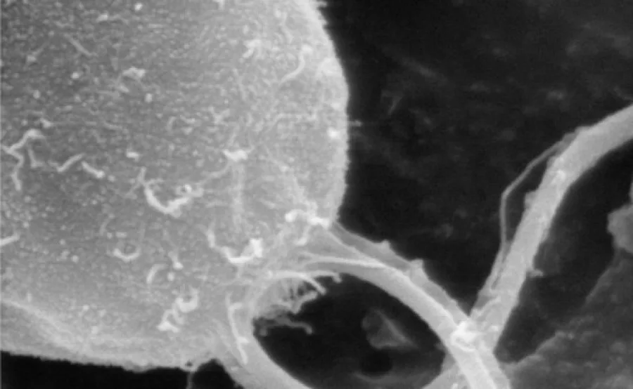 Bacterial flagellum as drive system for public transportation in molecular metropolises