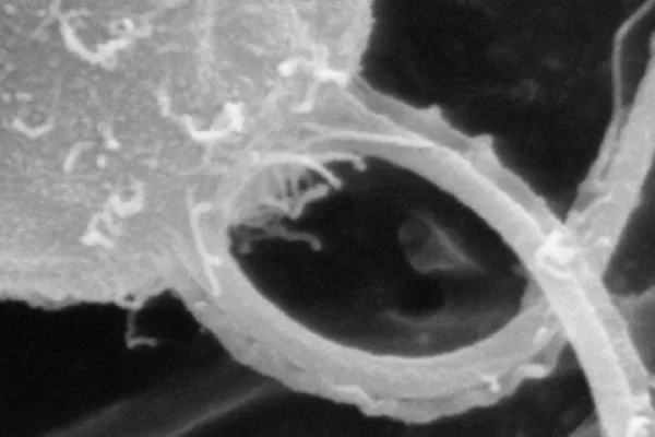 Bacterial flagellum as drive system for public transportation in molecular metropolises