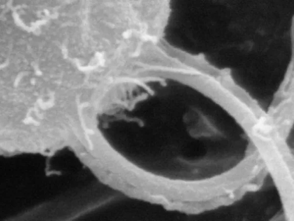 Bacterial flagellum as drive system for public transportation in molecular metropolises