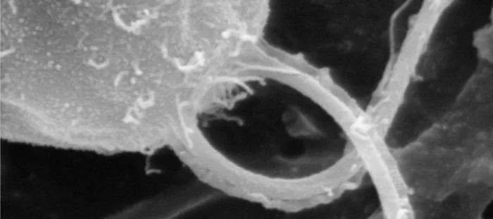 Bacterial flagellum as drive system for public transportation in molecular metropolises