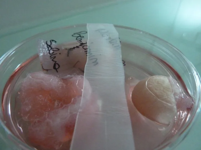 BioArt