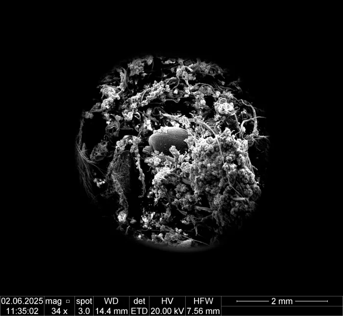 BOKU - Mini SEM Workshop
