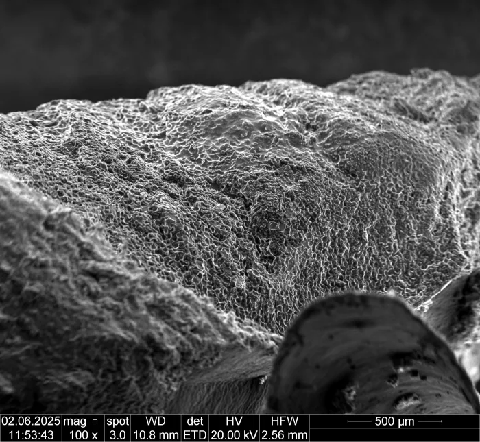 BOKU - Mini SEM Workshop