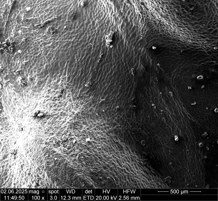 BOKU - Mini SEM Workshop