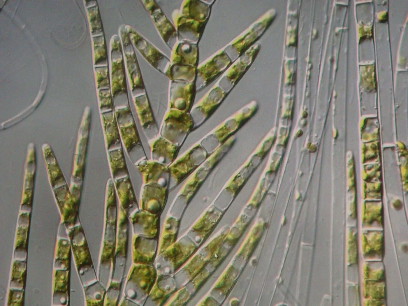 Department of Limnology, University of Vienna (Report on Site Research)