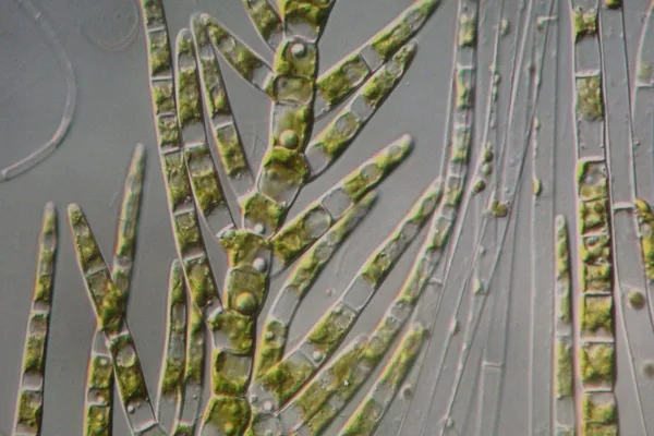 Department of Limnology, University of Vienna (Report on Site Research)