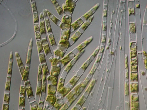 Department of Limnology, University of Vienna (Report on Site Research)