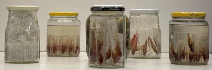 Leon Ploszczanski, *Scientific Containers*, 2011