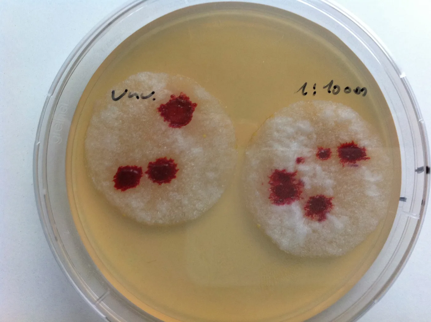 I’m Covered with the Blood of Jesus