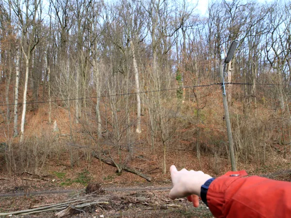 In the Woods | Excursion