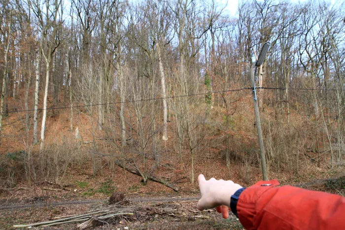In the Woods | Excursion