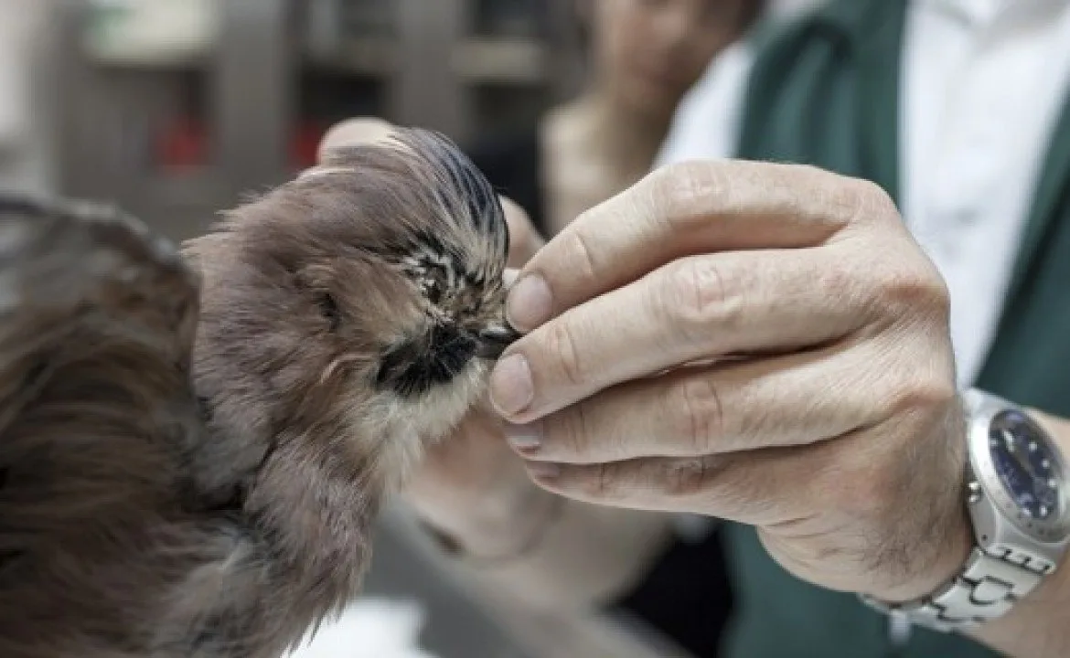 Introduction to taxidermy