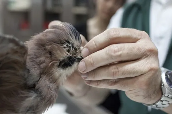 Introduction to taxidermy