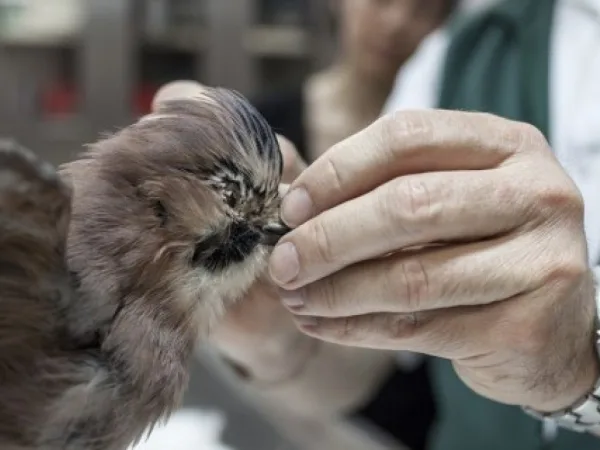 Introduction to taxidermy