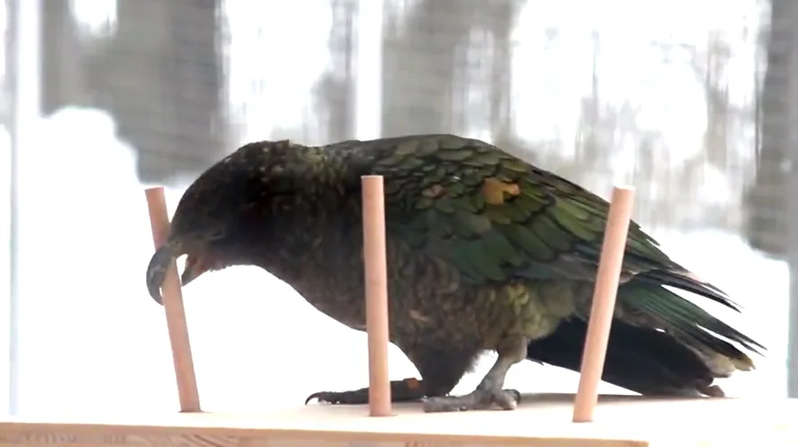 Kea Orchestra