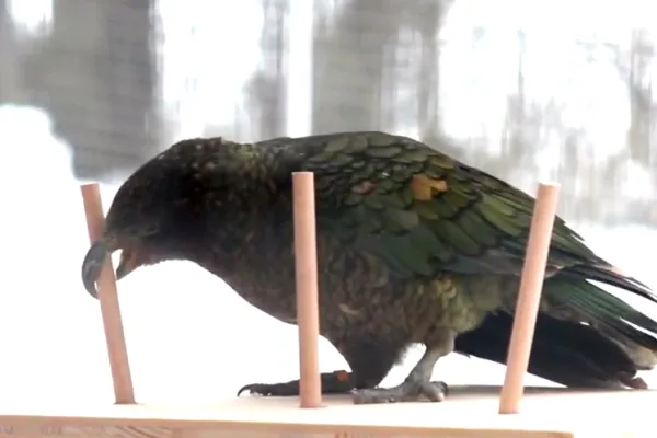 Kea Orchestra