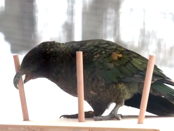Kea Orchestra