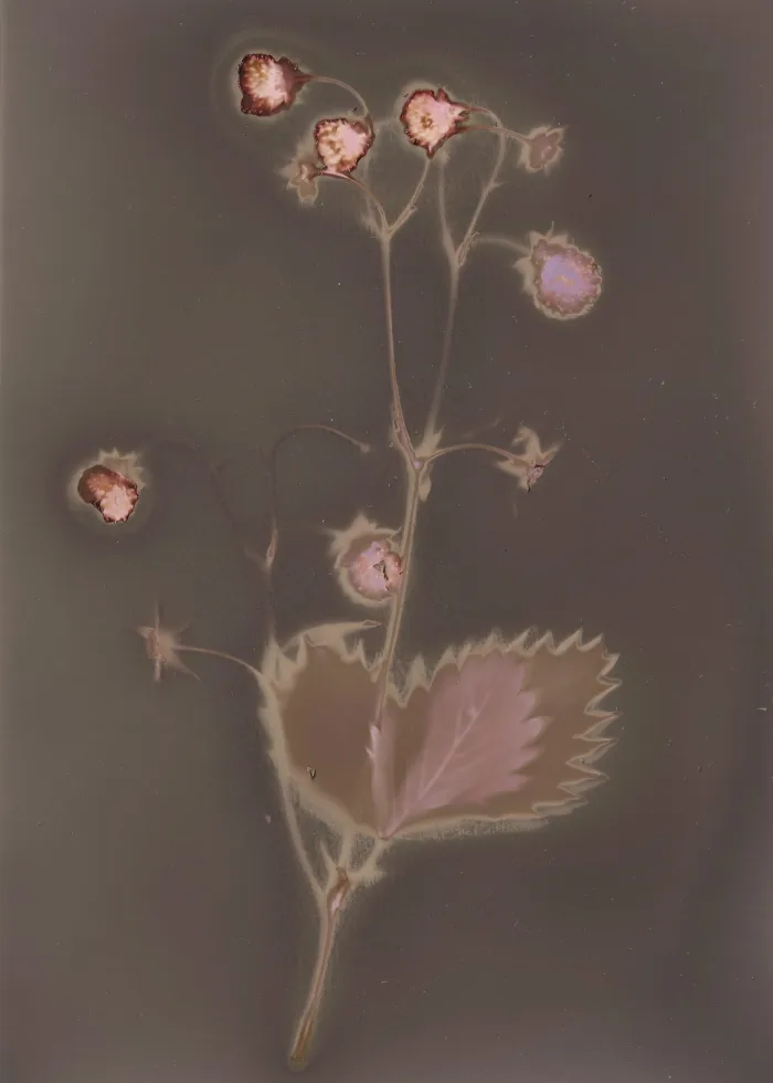 Agustina Belén Agüero, Lumen II. © Agustina Belén Agüero, 2025