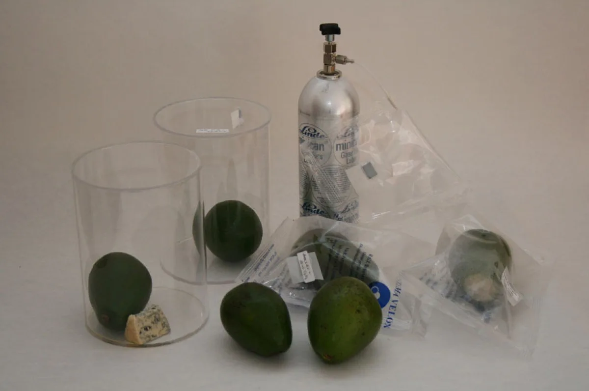 Ripening device to accelerate the ripening process on the example of the avocado