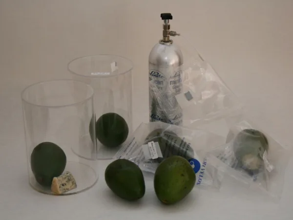 Ripening device to accelerate the ripening process on the example of the avocado