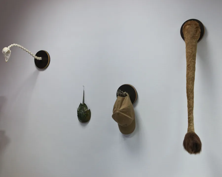 Taxidermy and experiments’ set up