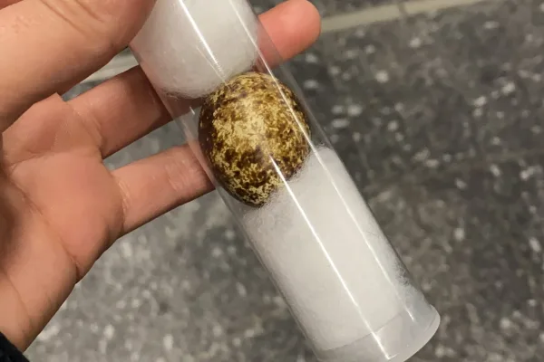 The Egg is a problem