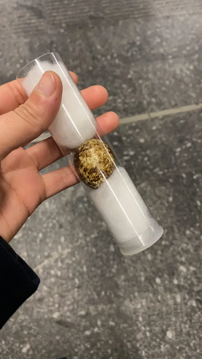 The Egg is a problem