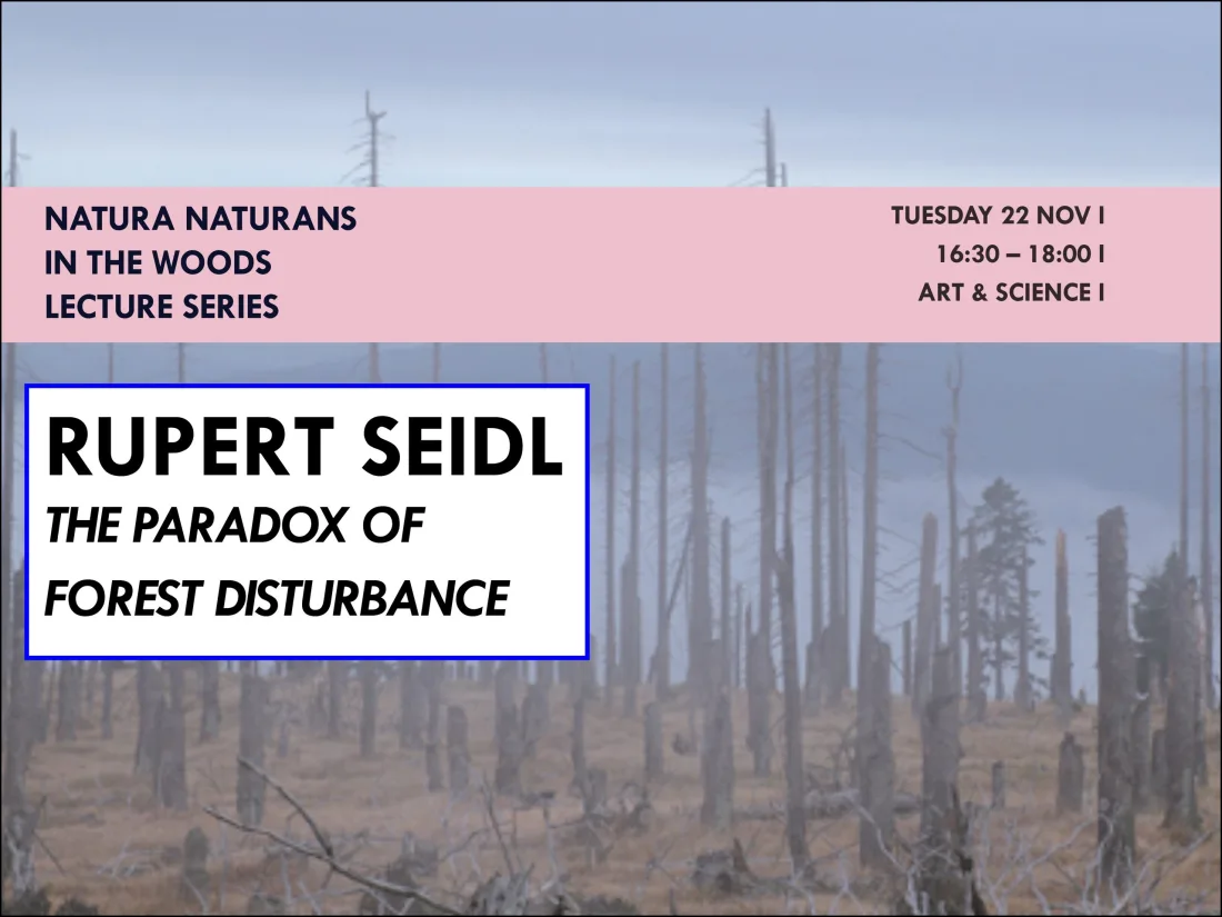The Paradox of Forest Disturbance
