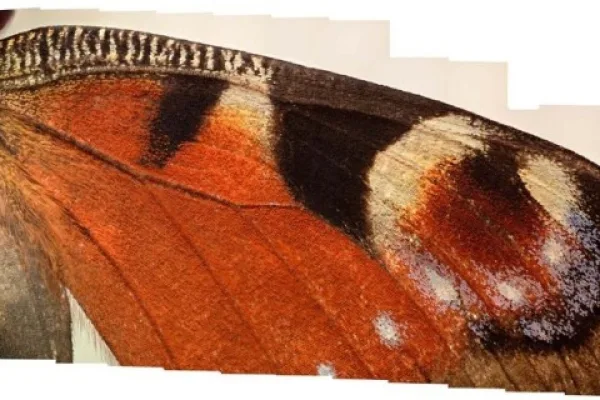 The Pattern which connects