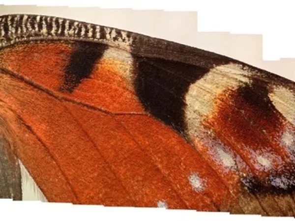 The Pattern which connects
