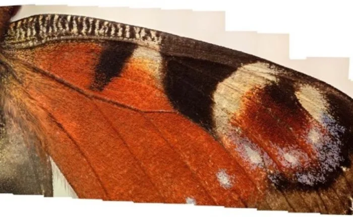 The Pattern which connects
