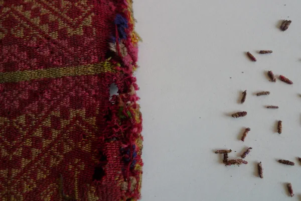 Tineola bisselliella Autumn - Collection