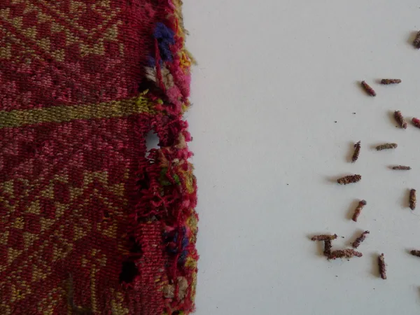 Tineola bisselliella Autumn - Collection