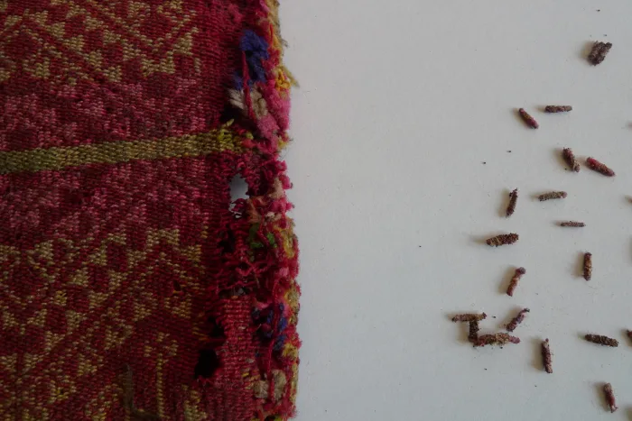 Tineola bisselliella Autumn - Collection