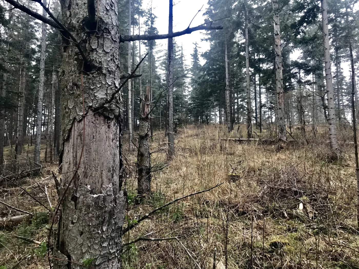 When Invasive Species Meet I