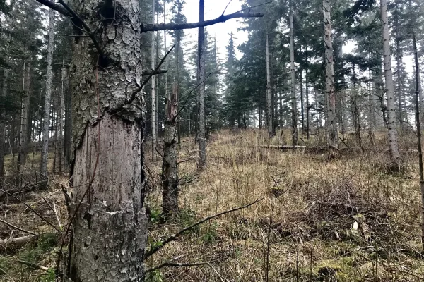 When Invasive Species Meet I