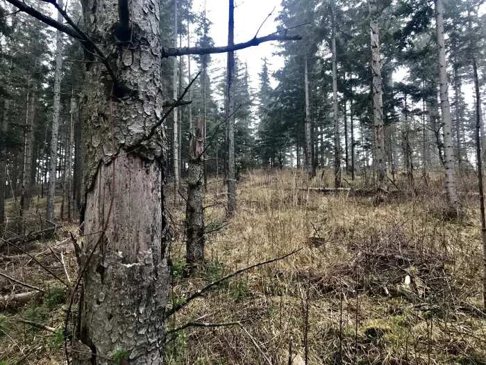 When Invasive Species Meet I